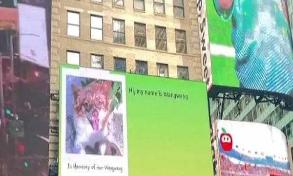 Global Memorials for Slain Stray Dog Spark Chinese Censorship