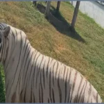 135 Exotic Animals Found in Mexican Fuel Smuggling Raid