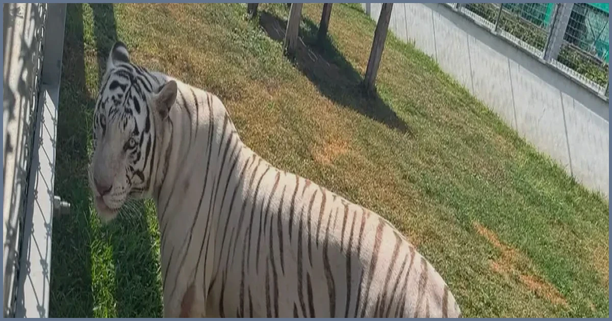 135 Exotic Animals Found in Mexican Fuel Smuggling Raid