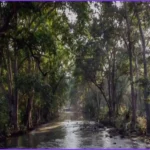 India’s Green India Mission Audit Reveals Negligible Forest Progress