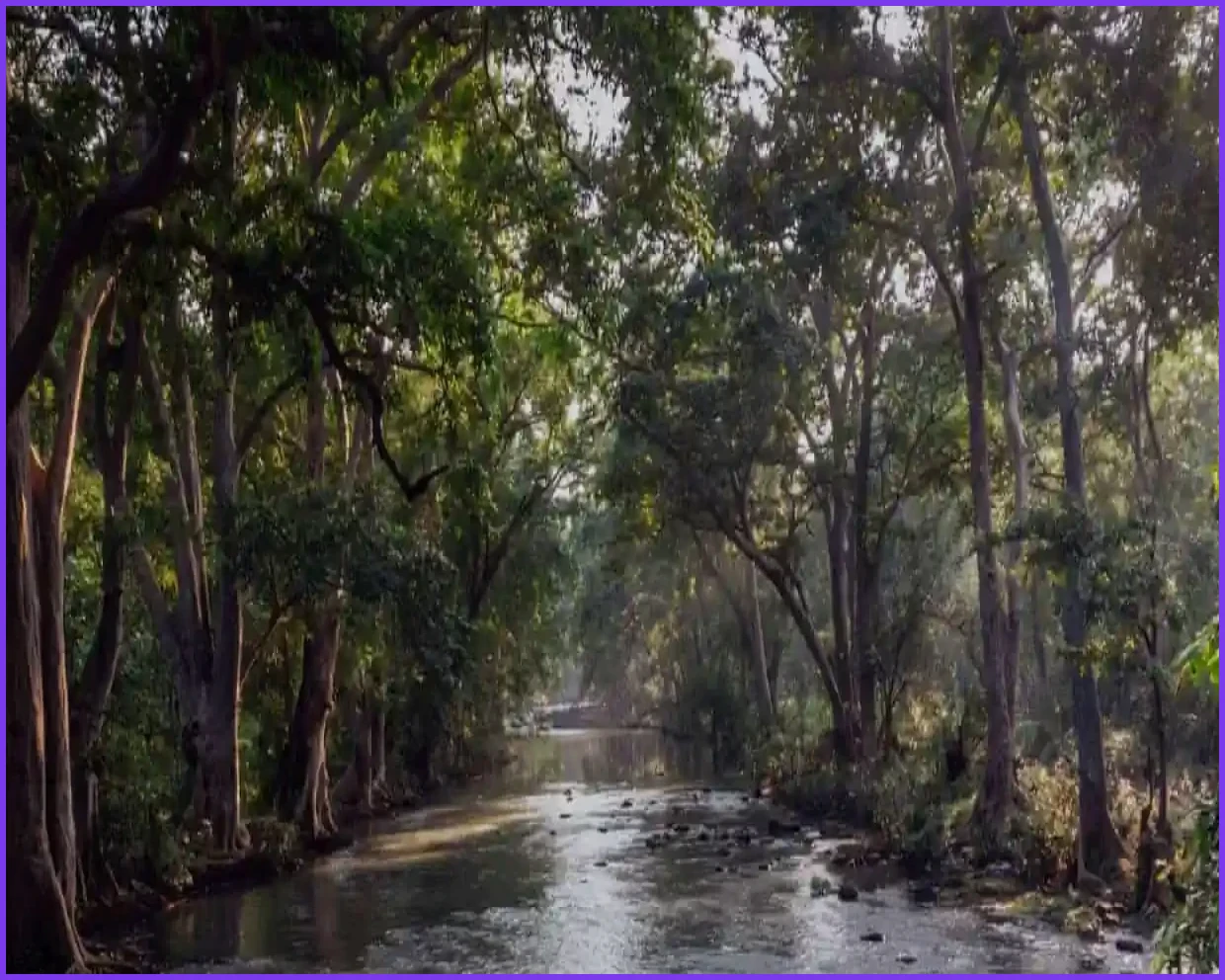 India’s Green India Mission Audit Reveals Negligible Forest Progress