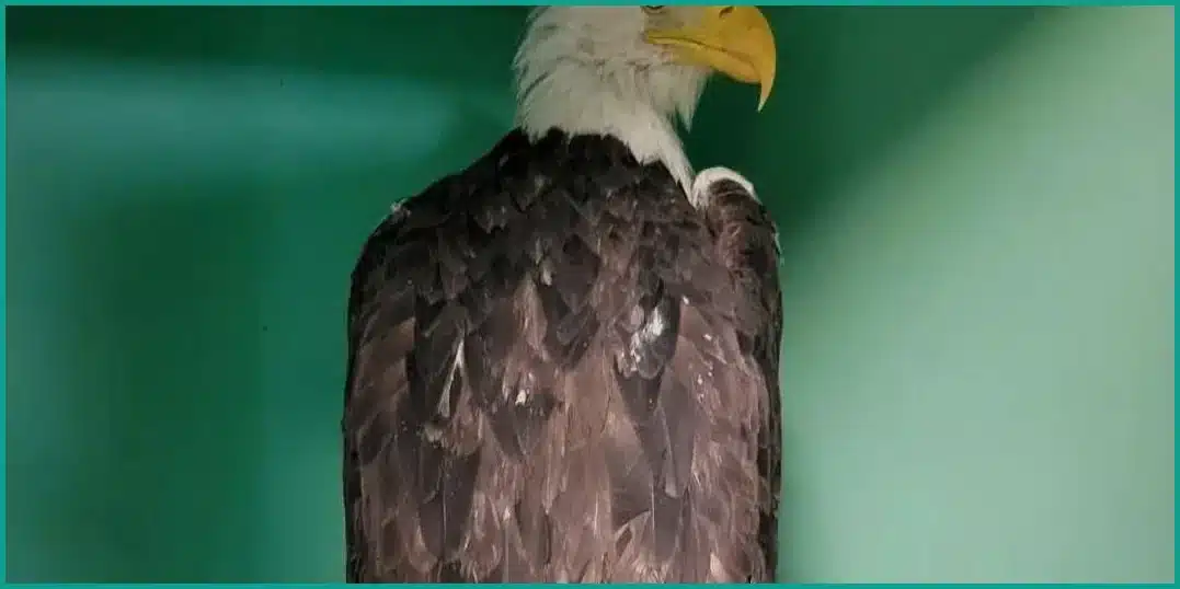Jackie the Beloved Big Bear Bald Eagle Dies