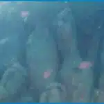 Roman Shipwreck Laden With Ancient Wine Jars Discovered Off Sicily