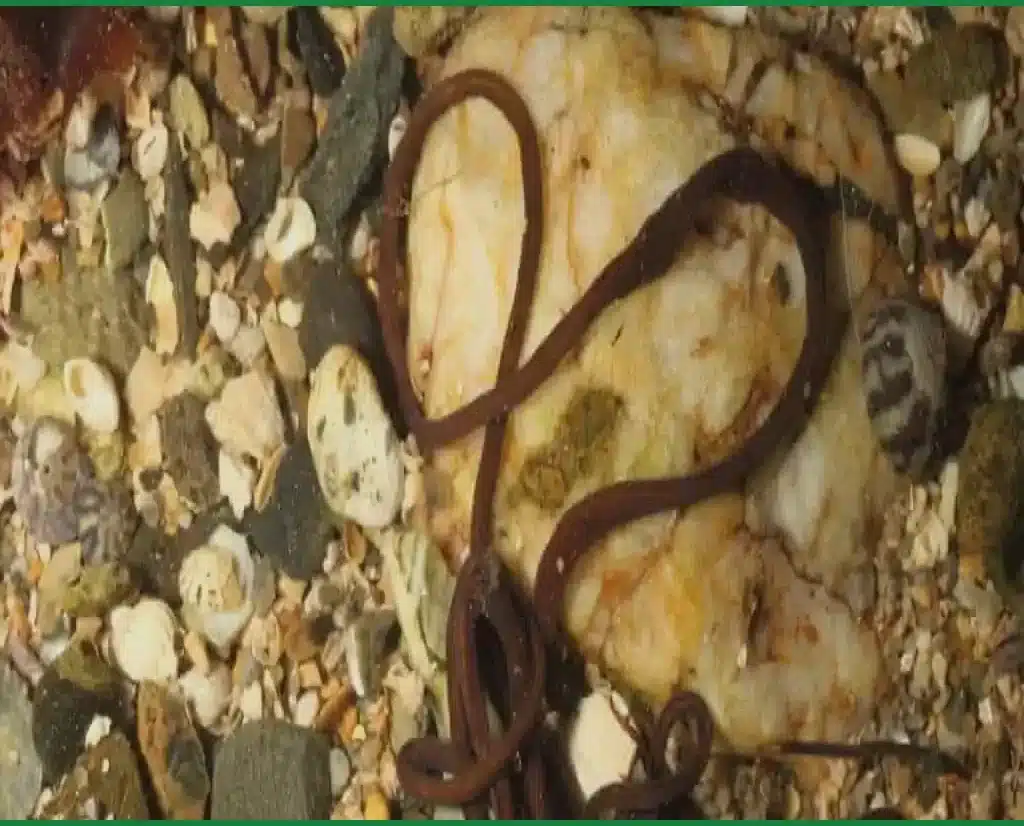 The Bootlace Worm: A Super-Long Predator with Toxic Slime