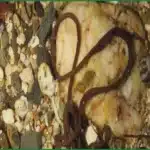 The Bootlace Worm: A Super-Long Predator with Toxic Slime