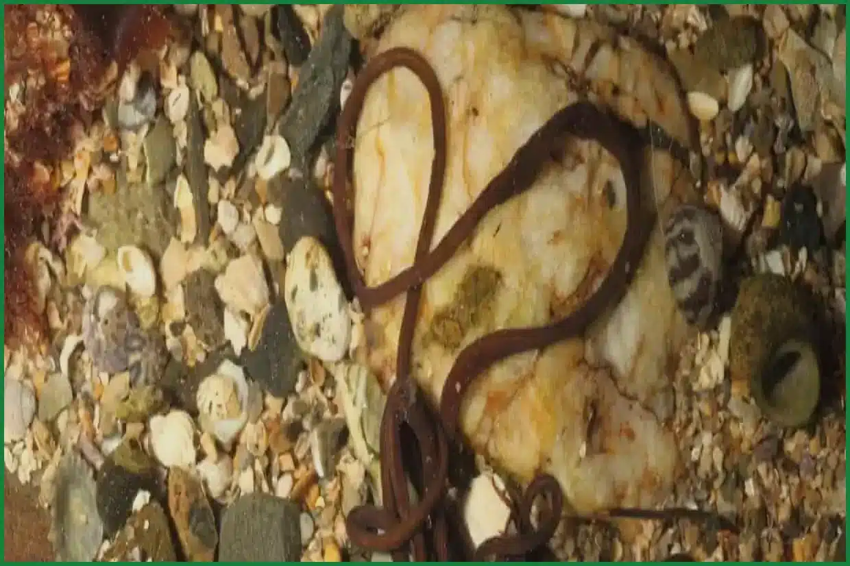 The Bootlace Worm: A Super-Long Predator with Toxic Slime