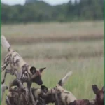 Three Endangered Wild Dog Brothers Complete Record-Breaking African Migration