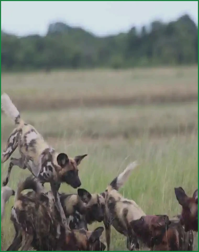 Three Endangered Wild Dog Brothers Complete Record-Breaking African Migration