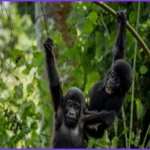 Ugandans Plant Buffer Trees to Protect Mountain Gorilla Habitat