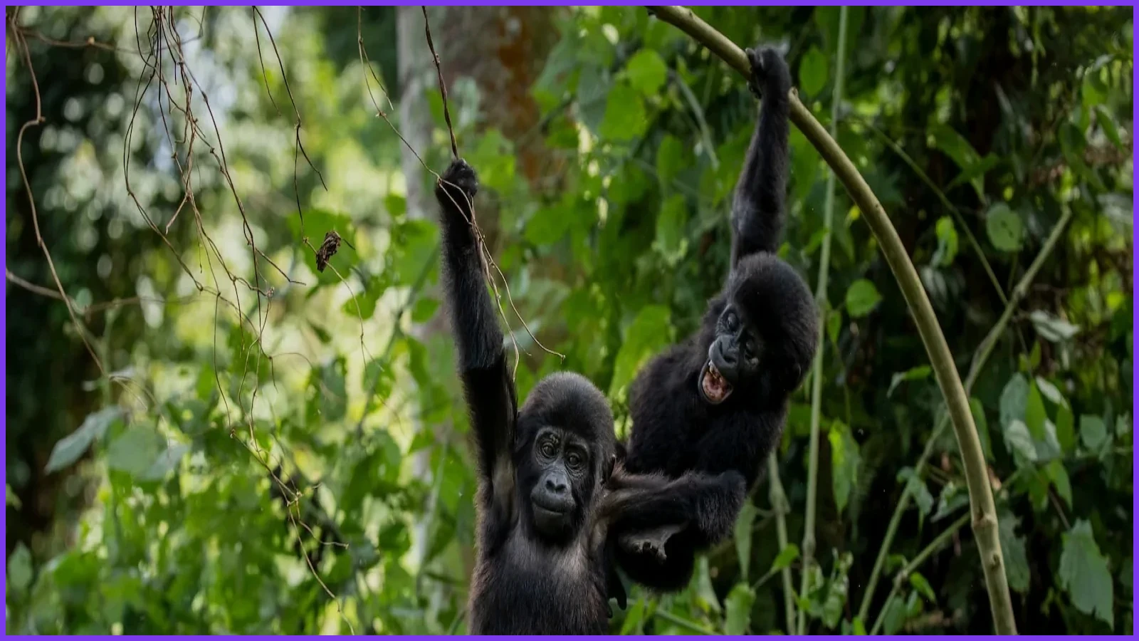 Ugandans Plant Buffer Trees to Protect Mountain Gorilla Habitat